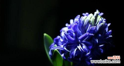 探索蓝色风信子的含义与象征 蓝色风信子花语的深意