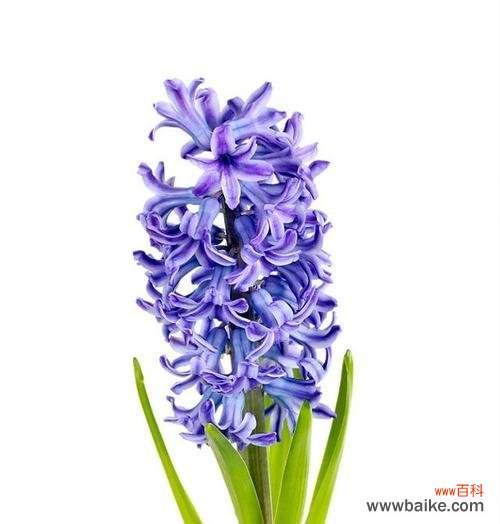 探索蓝色风信子的含义与象征 蓝色风信子花语的深意