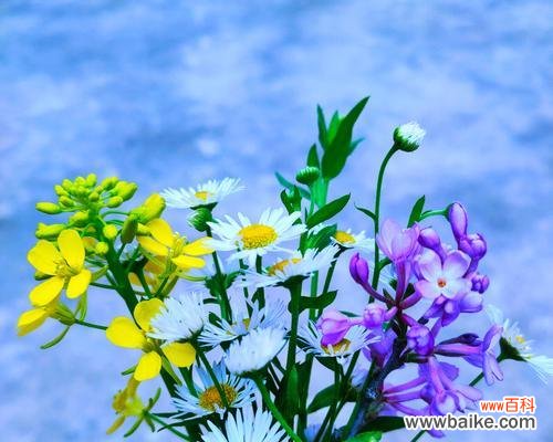 传递祝福与希望的蓝色雏菊 蓝色雏菊的花语和寓意