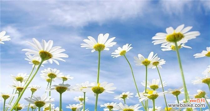 传递祝福与希望的蓝色雏菊 蓝色雏菊的花语和寓意