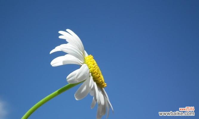 传递祝福与希望的蓝色雏菊 蓝色雏菊的花语和寓意