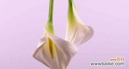 探索蓝色马蹄莲的花语及其象征意义 蓝色马蹄莲的花语与美丽