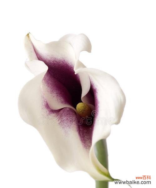 探索蓝色马蹄莲的花语及其象征意义 蓝色马蹄莲的花语与美丽