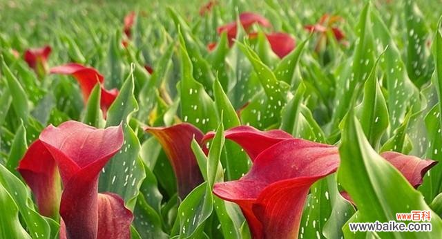 探索蓝色马蹄莲的花语及其象征意义 蓝色马蹄莲的花语与美丽