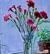 探寻蓝色康乃馨的含义与象征 蓝色康乃馨的花语