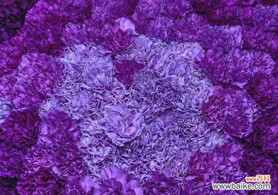 探寻蓝色康乃馨的含义与象征 蓝色康乃馨的花语