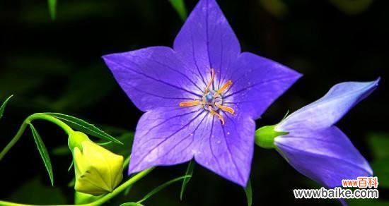 蓝色桔梗花的美丽与象征意义 蓝色桔梗花的花语