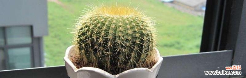 揭开仙人球花的古老密码 仙人球花语