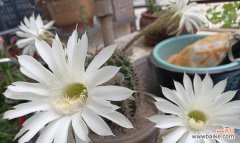 探寻仙人球的象征意义与传承之道 仙人球花语解读与传统文化的融合