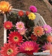 仙人球花的神秘力量与美丽表达 仙人球花开的寓意与象征