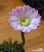 从盛开的仙人球 仙人球盛开，寓意何在