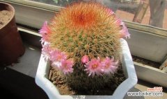 揭秘仙人球开花背后的寓意与兆头 仙人球开花的神奇之旅