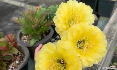 探索仙人球开花的美丽与象征 仙人球开花的寓意及意义