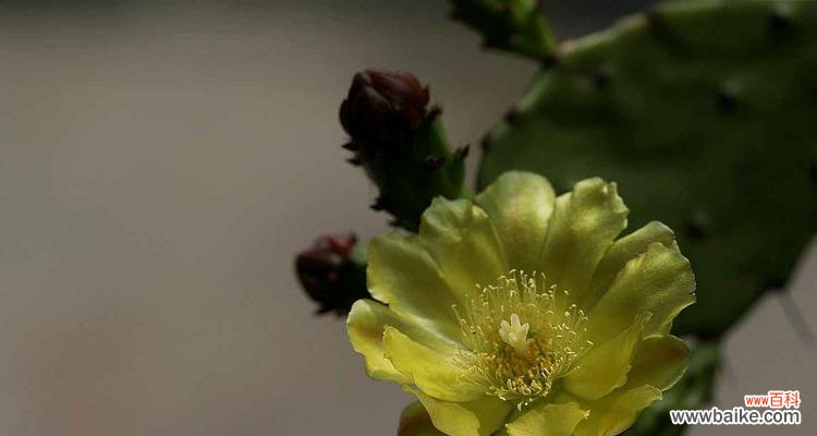 揭示仙人掌花的花语 仙人掌花的花语