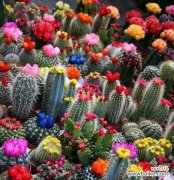 仙人掌花语与生活的奇妙连接 探寻仙人掌花语之美