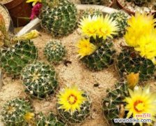 揭示植物的生命力与韧性 仙人掌开花的奇迹