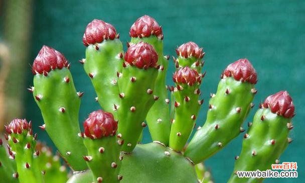 以仙人掌开花为主题 仙人掌开花的花语——生命的奇迹
