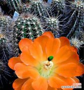 探寻生命的坚韧与美丽 仙人掌开花的寓意