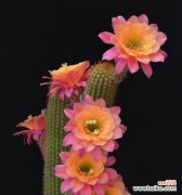 探寻仙人掌盛放的秘密与寓意 仙人掌之花