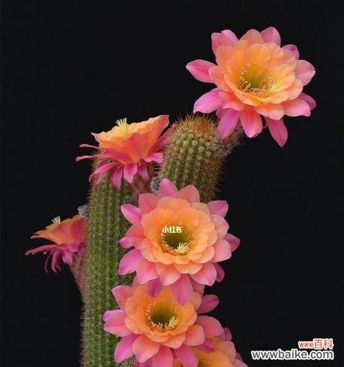 探寻仙人掌盛放的秘密与寓意 仙人掌之花
