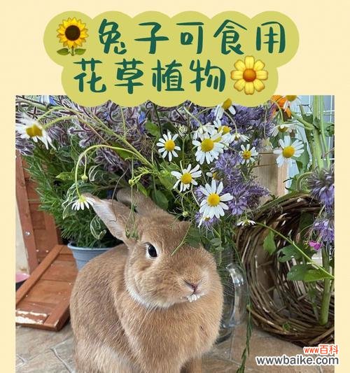 小兔子永恒花语代表了什么？