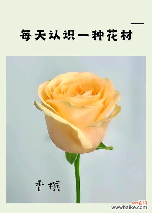 肉色香槟玫瑰的花语有何特别之处?