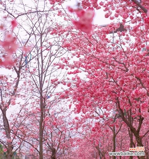 樱花语意思是什么？樱花在不同文化中代表了什么？