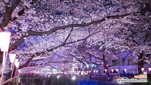 樱花语意思是什么？樱花在不同文化中代表了什么？