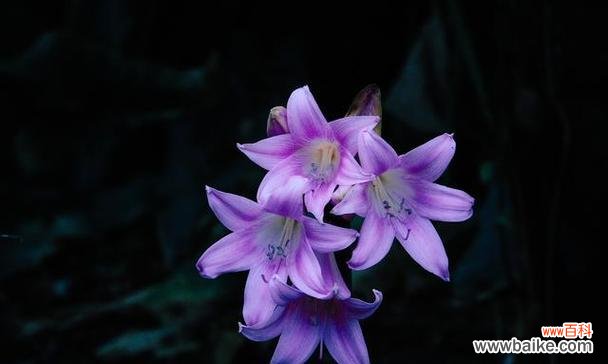 紫罗花的花语和含义是什么?这种花的特殊意义是什么?