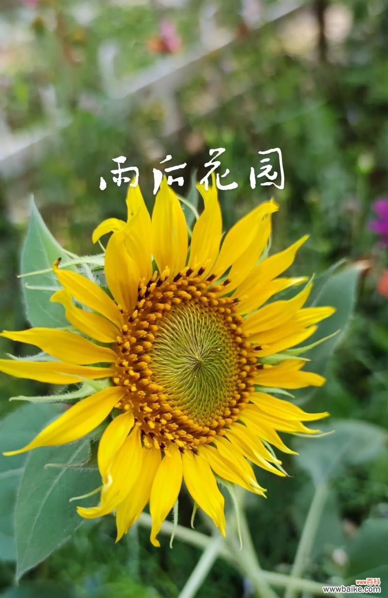 百花齐放时每种花都有什么含义?