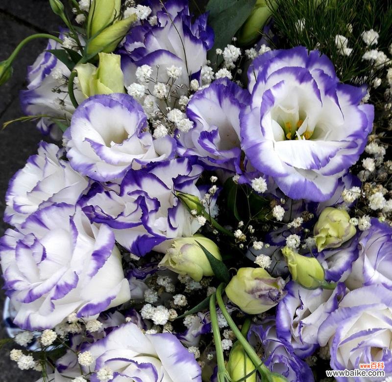 夜市卖花的花语通常代表什么?