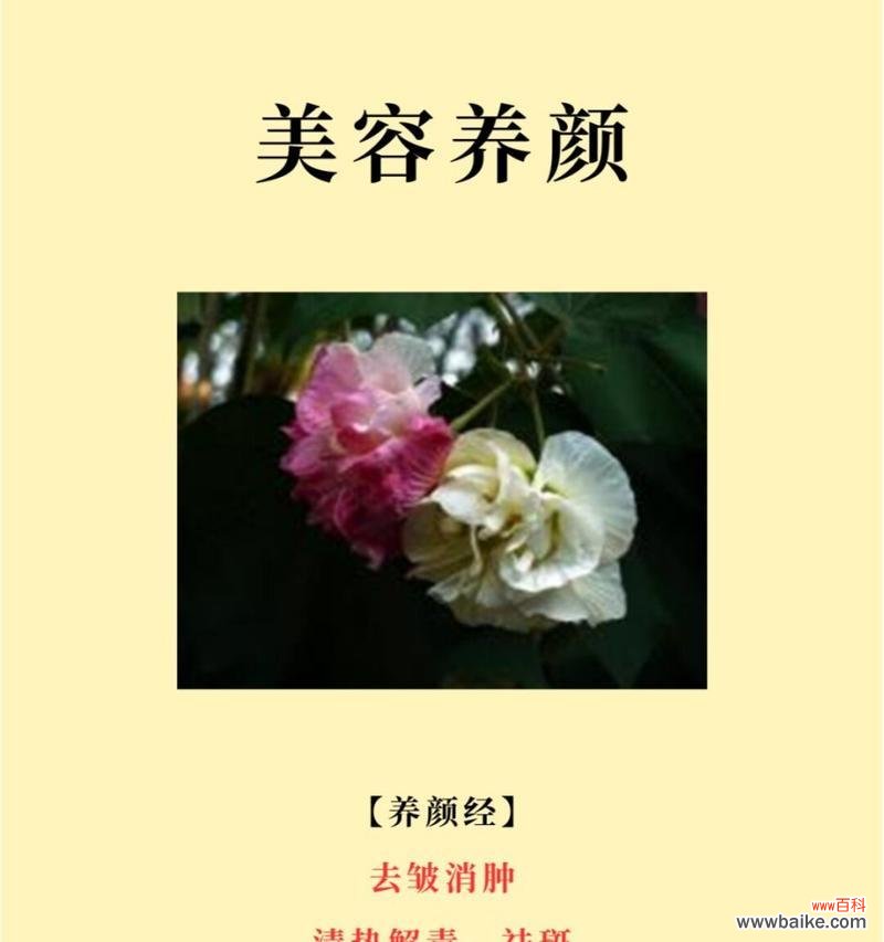 冷傲美艳的花语有哪些？冷傲美艳的花代表什么？