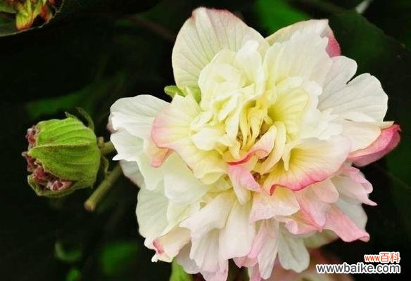 冷傲美艳的花语有哪些？冷傲美艳的花代表什么？