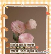 细腻的花语是什么？它象征着什么情感？