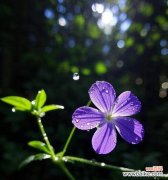 晨露中花语的寓意是什么？