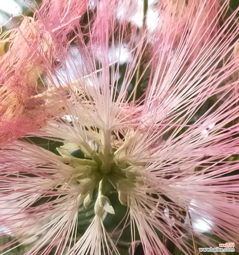 合欢花树的花语寓意是什么？它象征着什么？