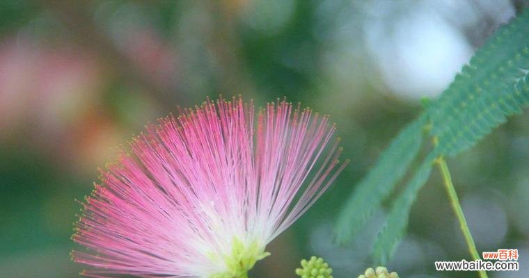 合欢花树的花语寓意是什么？它象征着什么？