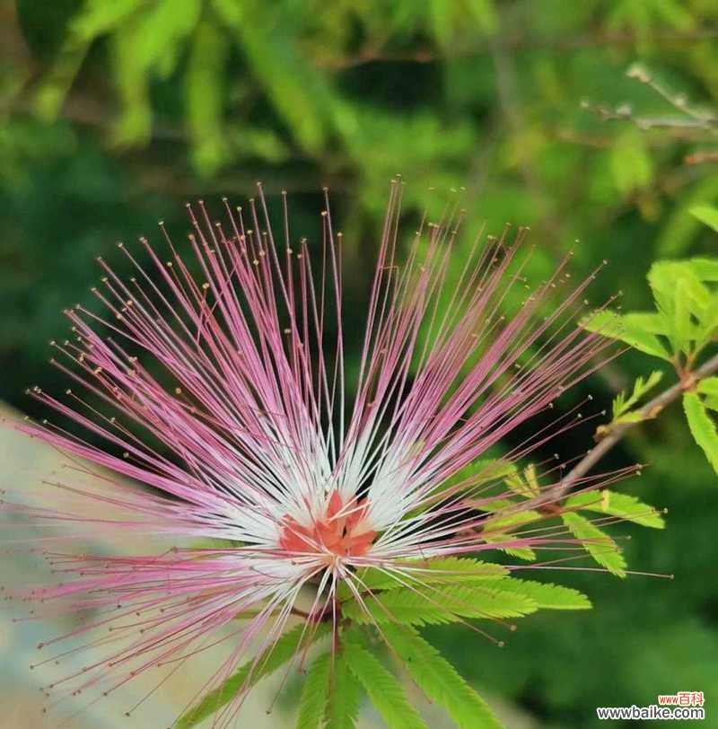 合欢花树的花语寓意是什么？它象征着什么？