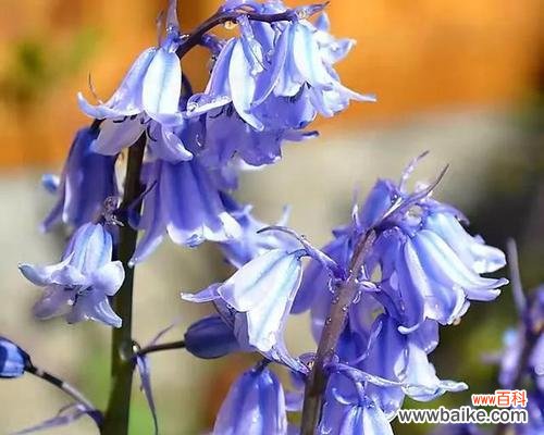 探寻蓝色风信子所代表的含义 蓝色风信子花语