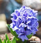 探寻蓝色风信子所代表的含义 蓝色风信子花语