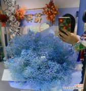 揭秘蓝色满天星花语的真正含义 蓝色满天星花语