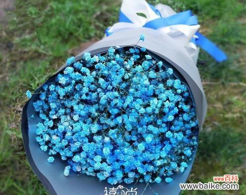 揭秘蓝色满天星花语的真正含义 蓝色满天星花语