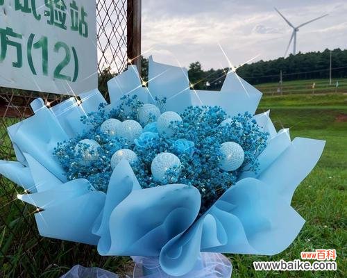 探寻蓝色满天星的意义与象征 蓝色满天星的花语与寓意