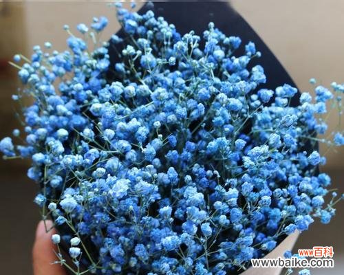 浪漫神秘的蓝色满天星之美 蓝色满天星的花语和寓意