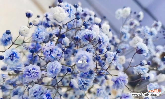 浪漫神秘的蓝色满天星之美 蓝色满天星的花语和寓意
