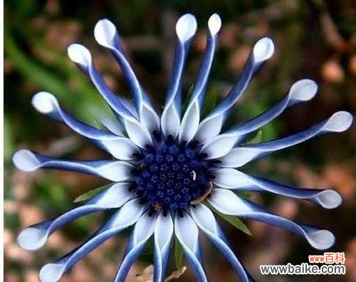 探寻曼陀罗花的生长环境与花语 蓝色曼陀罗花的美丽与寓意