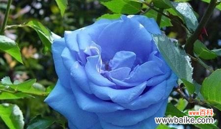 浪漫之色，深情之花 蓝色玫瑰的花语