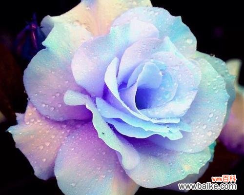 探索蓝色玫瑰的神秘与美丽 蓝色玫瑰的花语及象征意义