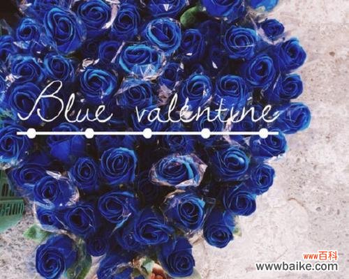深入解读蓝色玫瑰的美丽与神秘 蓝色玫瑰的意义与象征