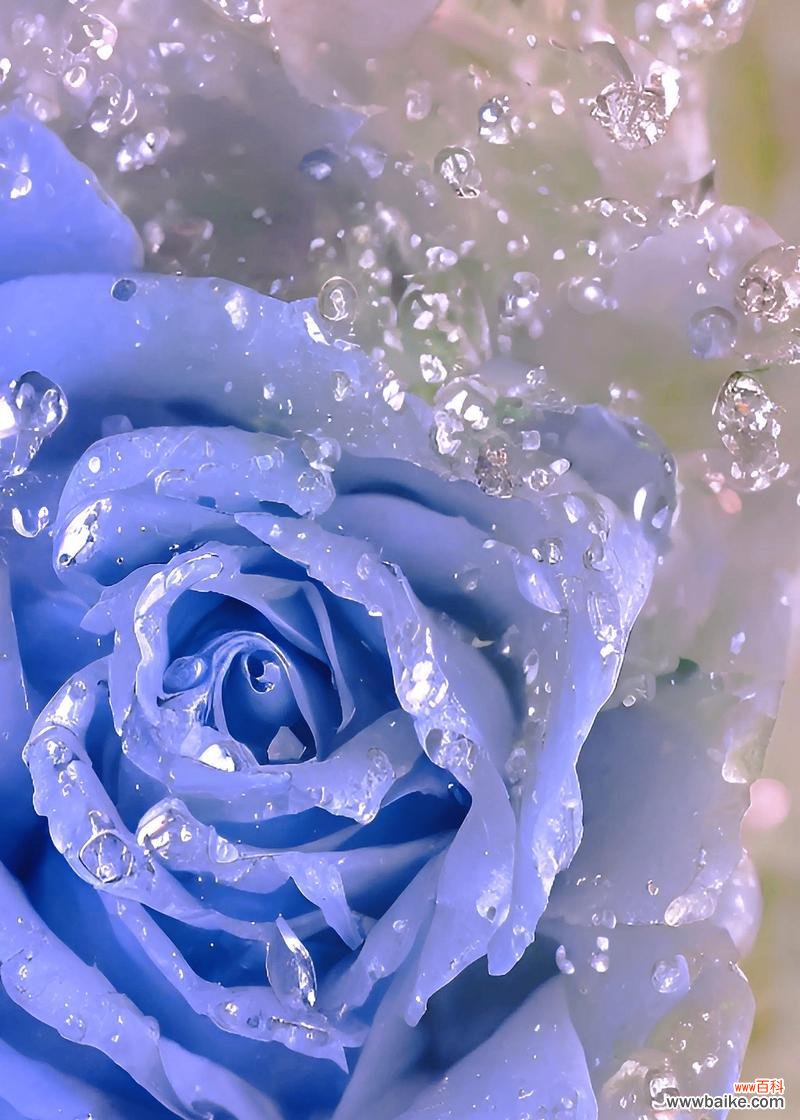 深藏的爱意与祝福 男人为女人送蓝色玫瑰的含义